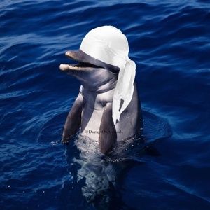 Meet your Posher, Alfonso